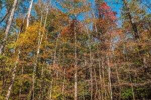 Forest full of autumn colors photo
