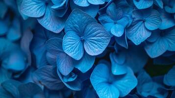 The Blue Hydrangeas flower are in full bloom background photo
