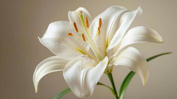 Pink and white lily flower bouquet in background photo