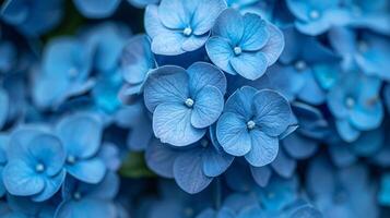 The Blue Hydrangeas flower are in full bloom background photo