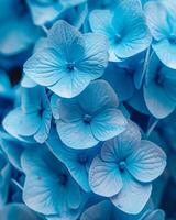 The Blue Hydrangeas flower are in full bloom background photo