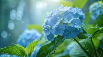 The Blue Hydrangeas flower are in full bloom background photo