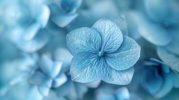 The Blue Hydrangeas flower are in full bloom background photo