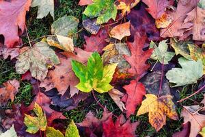 Multi color maple leaves rotting on the ground in autumn forest photo