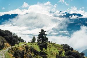 A tree glowing on hill in middle of foggy and mountain on sunny day at New Zealand photo