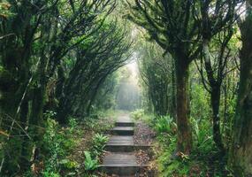 Mysterious woodland lush tropical rainforest with wooden path leading through it photo