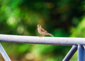 Tree Sparrow common bird are perching on metal fence photo