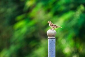 Tree Sparrow common bird are perching on metal fence photo