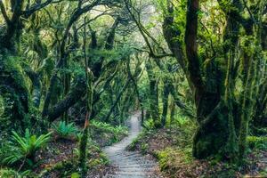 Mysterious woodland lush tropical rainforest with wooden path leading through it photo