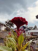 Crested Cockscomb Flower, Celosia Cristata photo