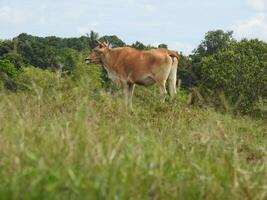 Yellow big cow looking for grass photo