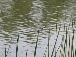 Dragon fly on the top of grass photo