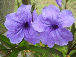 Beautiful twin purple flowers photo