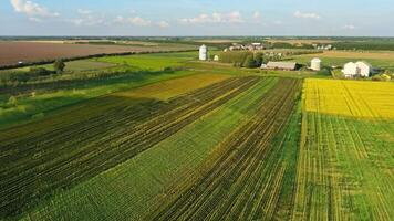 A large agricultural field with crops arranged in neat rows. video