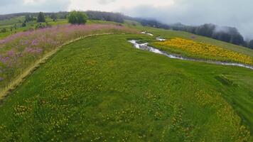un sereno prado con flores silvestres y un devanado camino. natural, difundido Encendiendo a crear un tranquilo ajuste. video