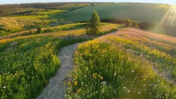 A serene meadow with wildflowers and a winding path. Natural, diffused lighting to create a tranquil setting. video