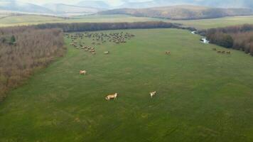 A serene meadow with grazing animals. Natural, diffused lighting to create a peaceful setting. video