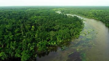 A dense mangrove forest with winding waterways. Natural, diffused lighting to enhance the intricate ecosystem. video