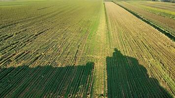 A large agricultural field with crops arranged in neat rows. video