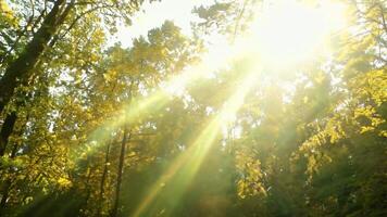 uma denso floresta com luz solar filtrando através a árvores brilhante, difuso iluminação para realçar a natural contexto. video