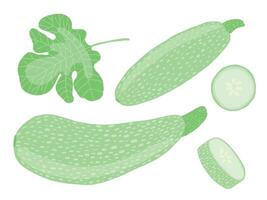 Zucchini flat style set vector