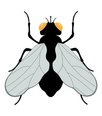 flat style insects wildlife animals illustration isolated on white background
