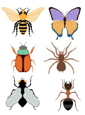 flat style insects wildlife animals illustration isolated on white background