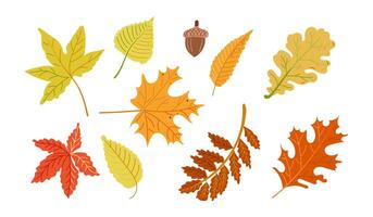 Autumn colored set with leaves in hand drawn flat style. Simple botanical stickers vector