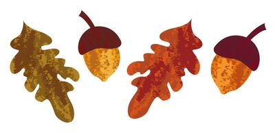 Set of autumn oak leaves and acorns in grunge style Isolated plant elements on white background Hand drawn multicolored stylish designs for seasonal projects vector
