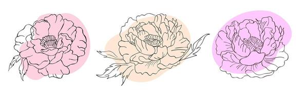 Doodle style peonies set with abstract colored spots Isolated elements on white background Floral illustrations for your projects Hand drawn line designs vector