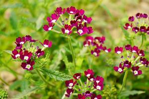 Beautiful background of Verbena Flower photo