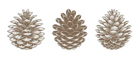 Drawn pine cones on a white background. Set of fir cones. Symbols, design elements vector
