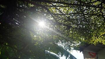 sunlight filters through a dense canopy of green leaves. The sun casts bright light, creating contrast with the shadows of the leaves photo