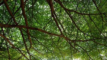 the view from under the tree shows a canopy of lush green leaves, with branches reaching out in various directions. Sunlight filters through the leaves, creating a dappled effect on the soil beneath photo