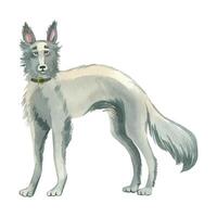 A dog of the windhound breed with a collar hand drawn in gray watercolor. Watercolor illustration. Suitable for printing on fabric, paper, scrapbooking and design vector