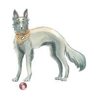 Windhound dog with a checkered bandana and a ball, all objects are painted in watercolors. Watercolor illustration. Suitable for printing on fabric, paper, scrapbooking and design vector