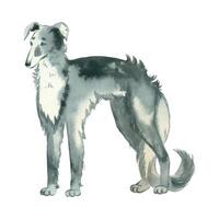 Russian greyhound. A hunting dog with long hair in gray color, hand drawn in watercolor and isolated on a white background. Suitable for printing on fabric, paper, scrapbooking, design, books vector