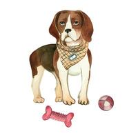 Beagle dog, bright brown and black, with a scarf around his neck and toys, a ball and a bone. All objects are hand-painted with watercolors. Suitable for printing on fabric, cards, books, scrapbooking vector