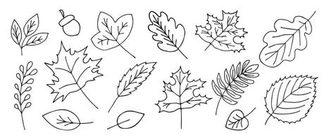 Autumn leaves in doodle style on a white background. Hand drawn autumn leaves. vector