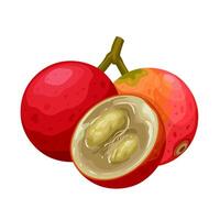 Illustration of Myrciaria dubia, commonly known as camu-camu, isolated on white background. vector