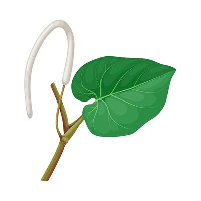 Illustration of hoja santa or mexican pepperleaf, scientific name piper auritum, isolated on white background.