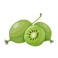 Illustration of mini kiwi or kiwi berry, scientific name Actinidia arguta, isolated on white background. vector