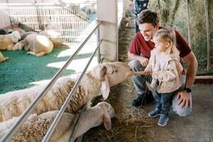 White sheep stretches across the fence of the pen for hay in the hands of a little girl standing next to her dad photo