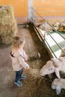 Little girl feeds a big white sheep with hay through a fence in a paddock on a farm photo