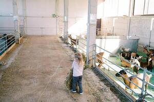 Little girl with a large sheaf of hay walks through the farm towards the goat pen. Back view photo
