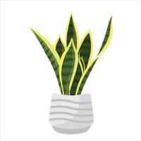 Sansevieria plant in white pot with wave line motif isolated on white background vector