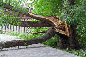 Broken tree in the city park after a violent storm. The concept of destruction of nature photo
