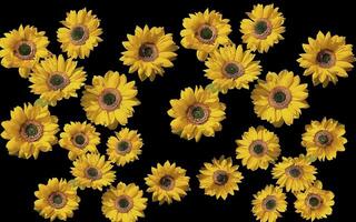 Beautiful group of sunflowers on a black background. Great for adding design elements. photo