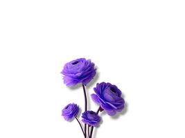 Abstract beautiful spring rose flowers on copy space background. Rose flowers on copy space frame. photo