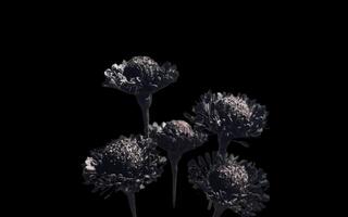 Abstract beautiful blooming flowers with copy space background. Flowers on frame copy space. photo